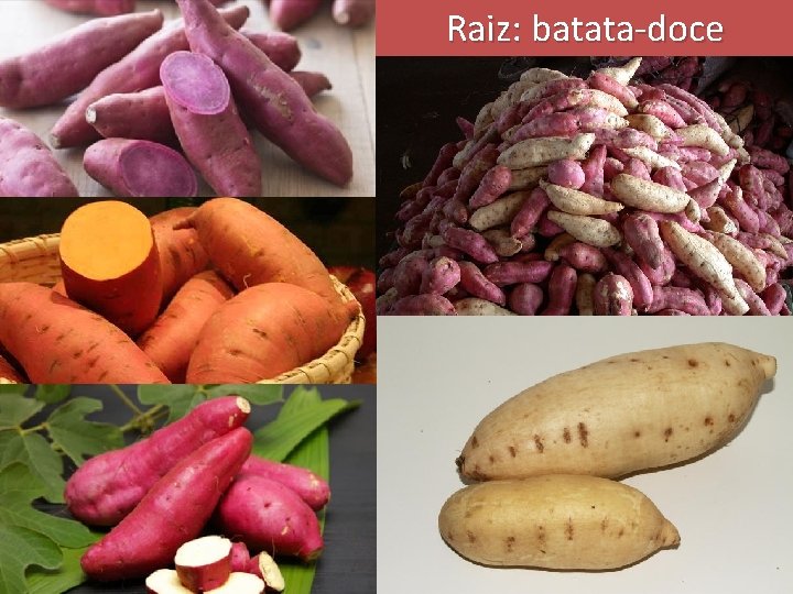 Raiz: batata-doce 