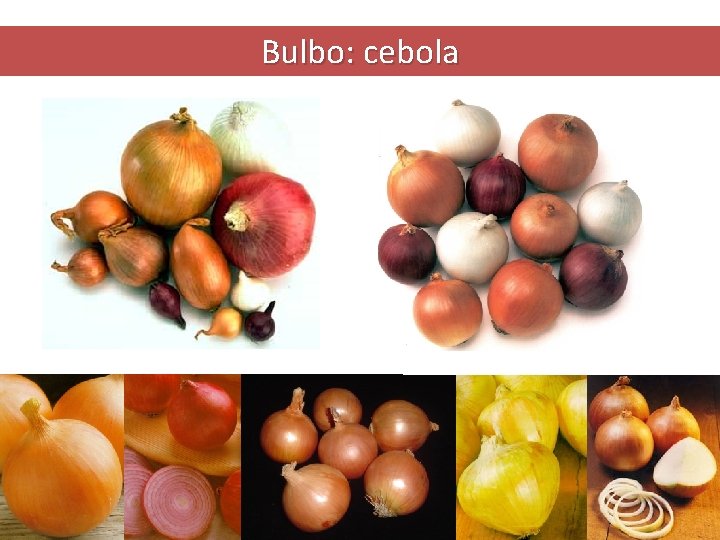 Bulbo: cebola 