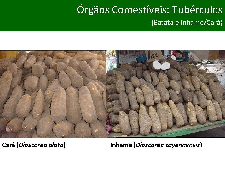 Órgãos Comestíveis: Tubérculos Frutos (Batata e Inhame/Cará) Cará (Dioscorea alata) Inhame (Dioscorea cayennensis) 