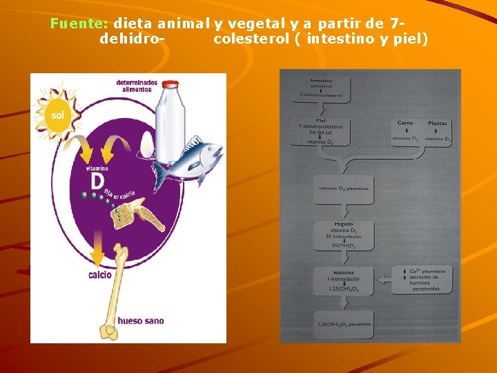 Fuente: dieta animal y vegetal y a partir de 7 dehidrocolesterol ( intestino y