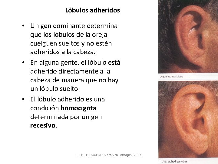Lóbulos adheridos • Un gen dominante determina que los lóbulos de la oreja cuelguen