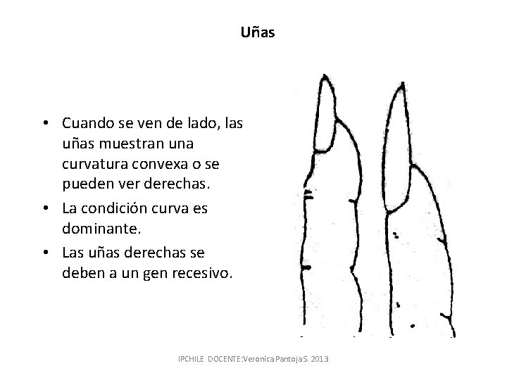 Uñas • Cuando se ven de lado, las uñas muestran una curvatura convexa o