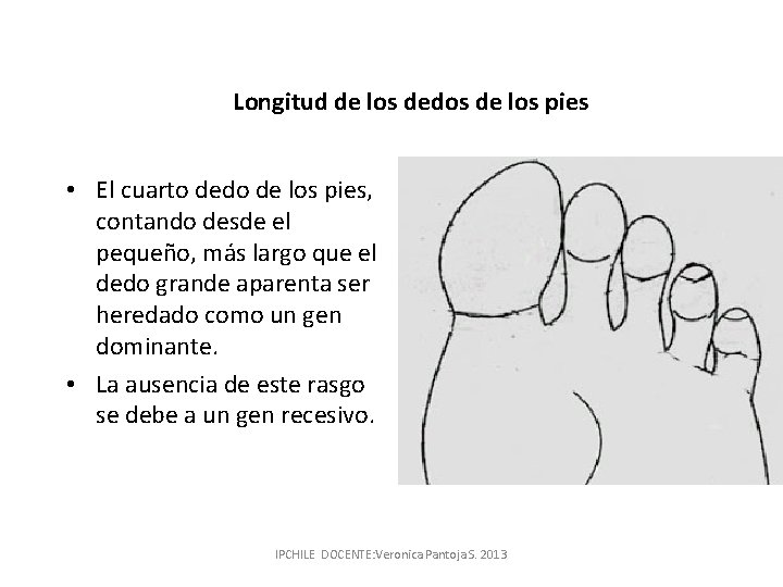 Longitud de los dedos de los pies • El cuarto dedo de los pies,