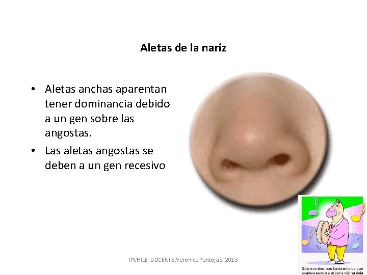 Aletas de la nariz • Aletas anchas aparentan tener dominancia debido a un gen