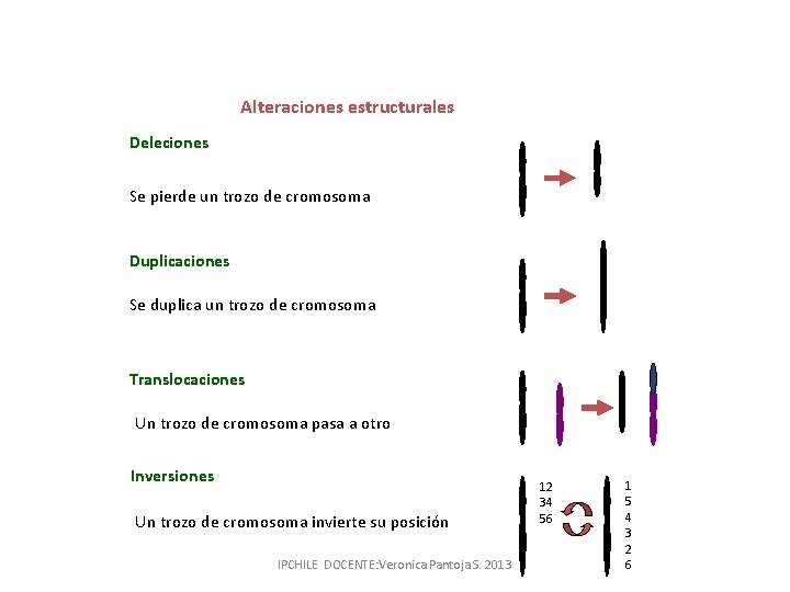 Alteraciones estructurales Deleciones Se pierde un trozo de cromosoma Duplicaciones Se duplica un trozo