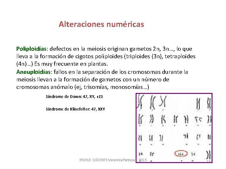 Alteraciones numéricas Poliploidías: defectos en la meiosis originan gametos 2 n, 3 n…, lo