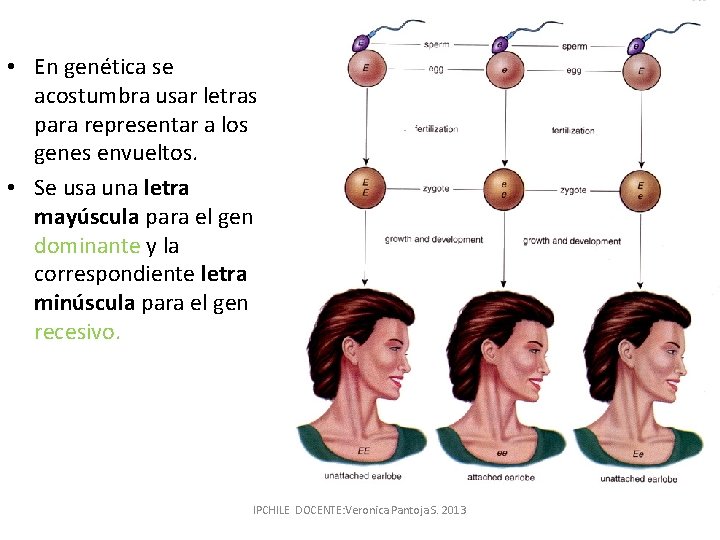  • En genética se acostumbra usar letras para representar a los genes envueltos.