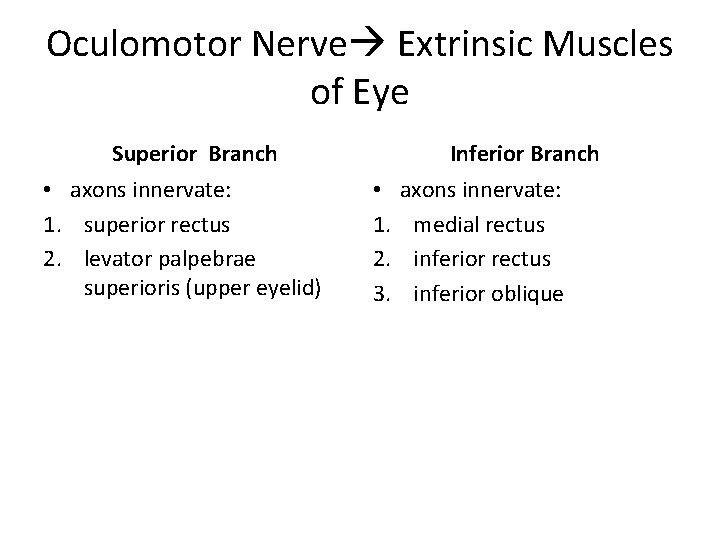 Oculomotor Nerve Extrinsic Muscles of Eye Superior Branch • axons innervate: 1. superior rectus