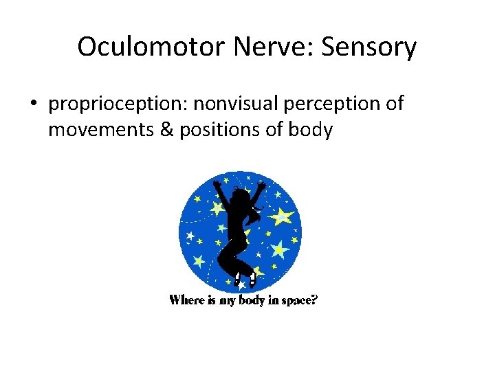 Oculomotor Nerve: Sensory • proprioception: nonvisual perception of movements & positions of body 