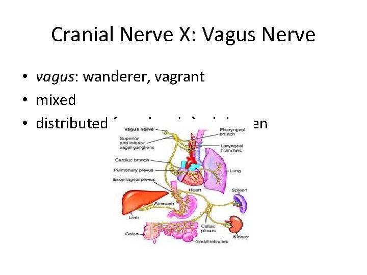 Cranial Nerve X: Vagus Nerve • vagus: wanderer, vagrant • mixed • distributed from