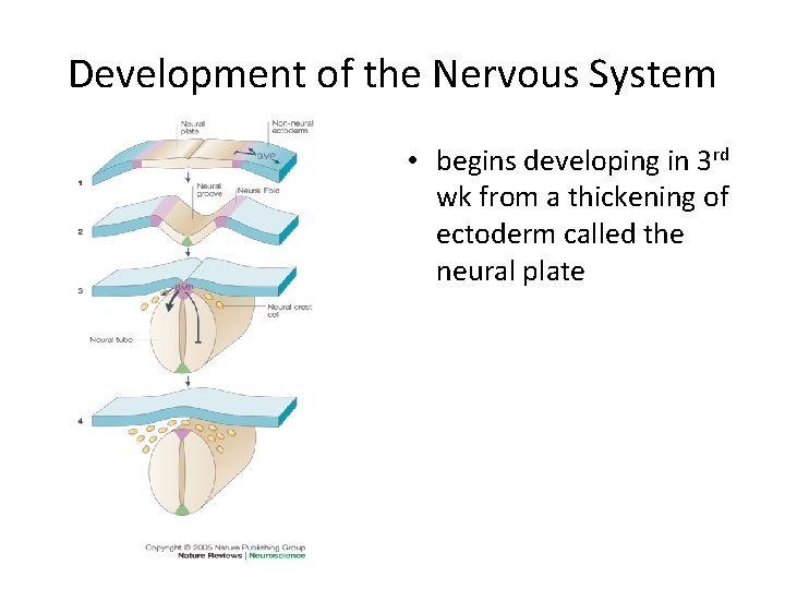 Development of the Nervous System • begins developing in 3 rd wk from a