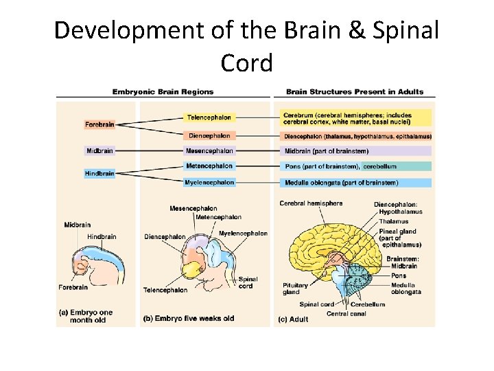 Development of the Brain & Spinal Cord 