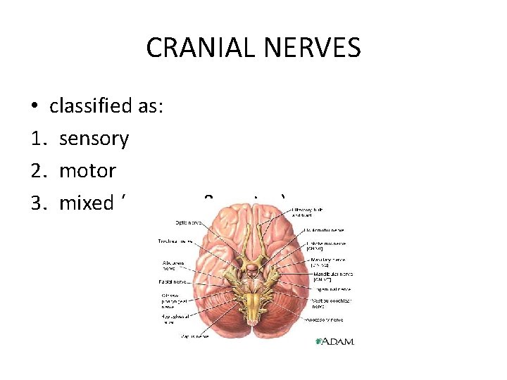 CRANIAL NERVES • classified as: 1. sensory 2. motor 3. mixed (sensory & motor)