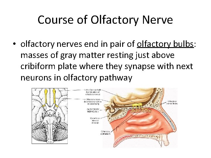 Course of Olfactory Nerve • olfactory nerves end in pair of olfactory bulbs: masses