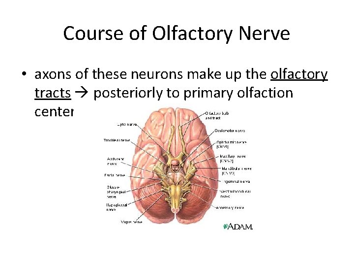 Course of Olfactory Nerve • axons of these neurons make up the olfactory tracts