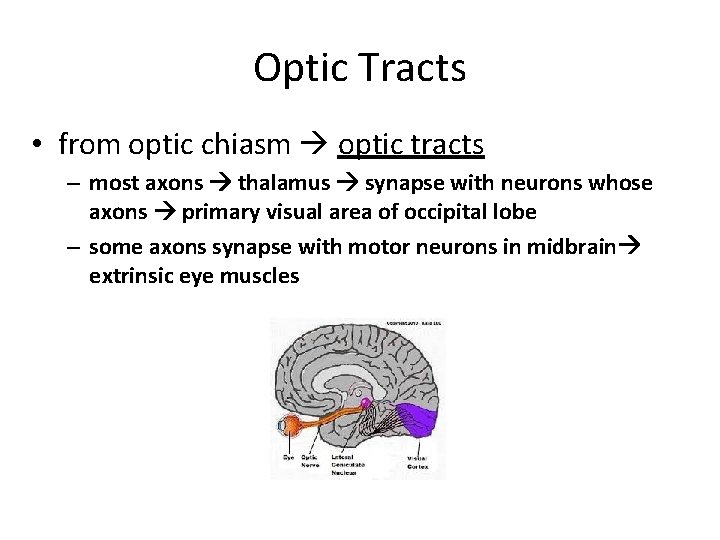 Optic Tracts • from optic chiasm optic tracts – most axons thalamus synapse with