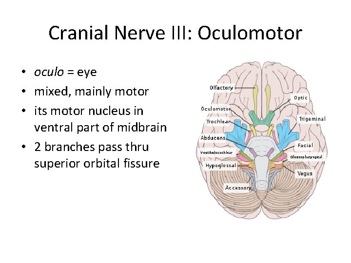 Cranial Nerve III: Oculomotor • oculo = eye • mixed, mainly motor • its