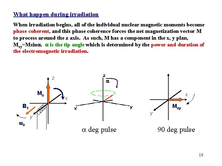 What happen during irradiation When irradiation begins, all of the individual nuclear magnetic moments