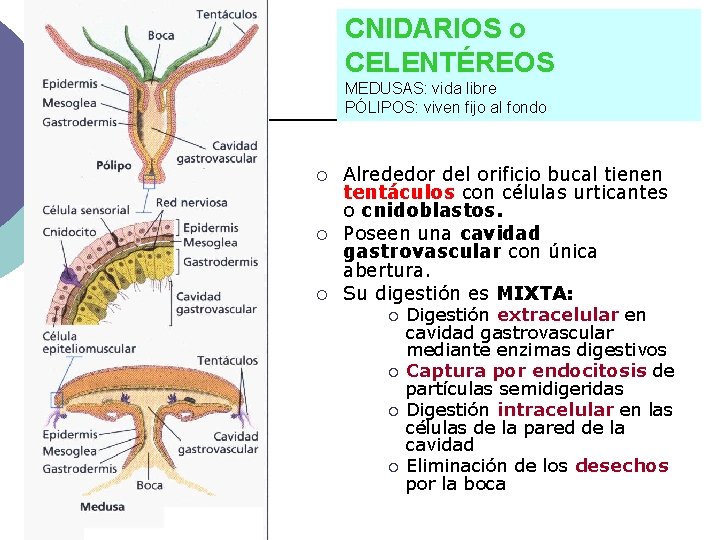 CNIDARIOS o CELENTÉREOS MEDUSAS: vida libre PÓLIPOS: viven fijo al fondo ¡ ¡ ¡