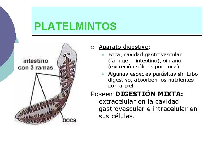 PLATELMINTOS ¡ Aparato digestivo: l l Boca, cavidad gastrovascular (faringe + intestino), sin ano