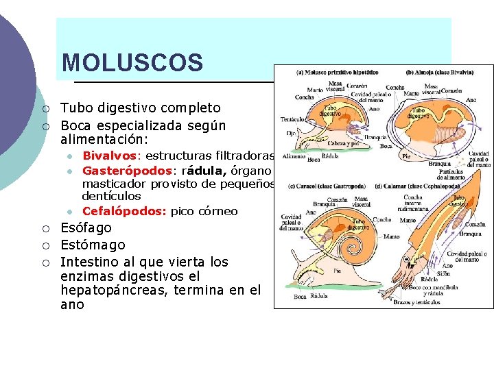 MOLUSCOS ¡ ¡ Tubo digestivo completo Boca especializada según alimentación: l l l ¡