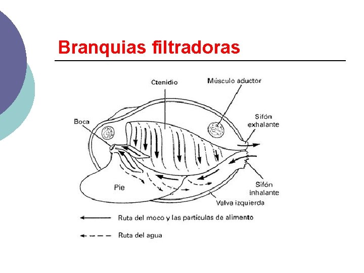 Branquias filtradoras 