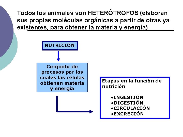 Todos los animales son HETERÓTROFOS (elaboran sus propias moléculas orgánicas a partir de otras