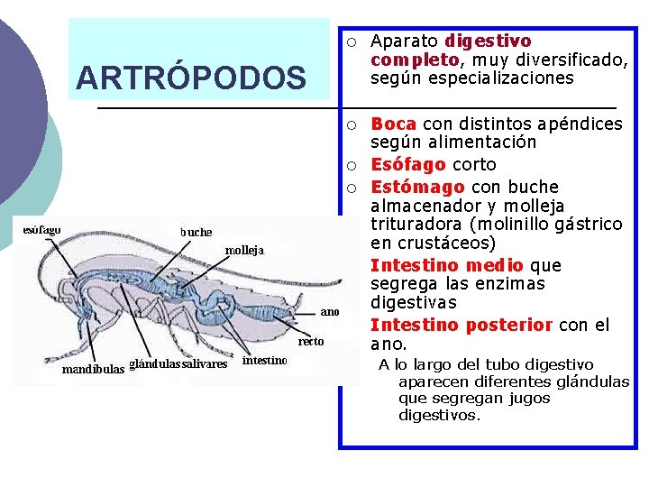 ¡ Aparato digestivo completo, muy diversificado, según especializaciones ¡ Boca con distintos apéndices según