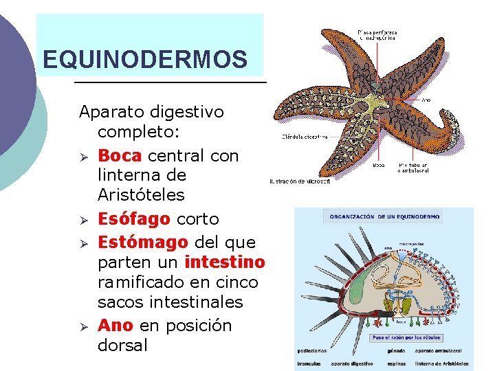 EQUINODERMOS Aparato digestivo completo: Ø Boca central con linterna de Aristóteles Ø Esófago corto