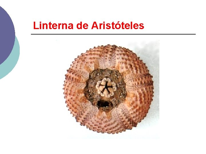 Linterna de Aristóteles 