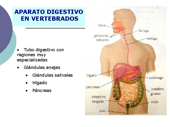 APARATO DIGESTIVO EN VERTEBRADOS • Tubo digestivo con regiones muy especializadas • Glándulas anejas