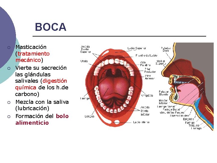 BOCA ¡ ¡ Masticación (tratamiento mecánico) Vierte su secreción las glándulas salivales (digestión química