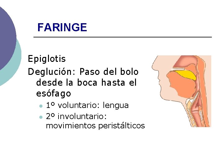 FARINGE Epiglotis Deglución: Paso del bolo desde la boca hasta el esófago l l