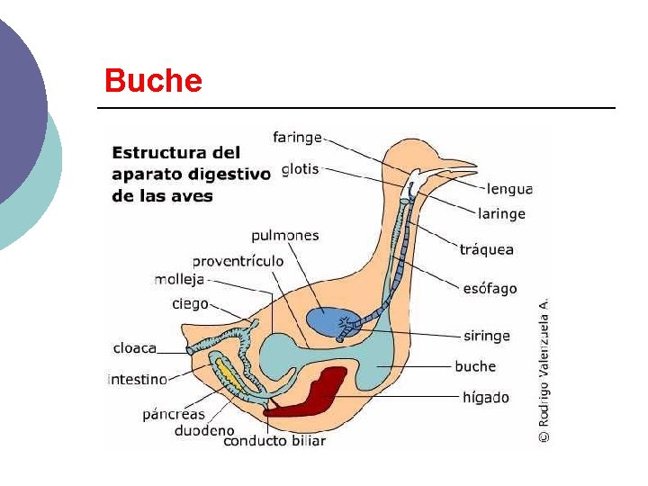 Buche 