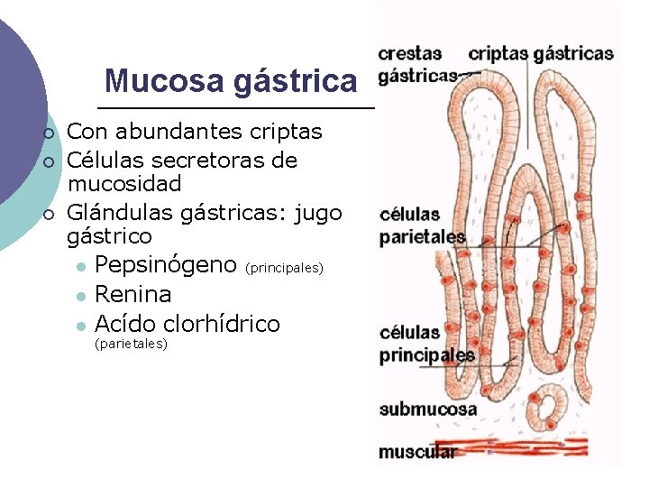 Mucosa gástrica ¡ ¡ ¡ Con abundantes criptas Células secretoras de mucosidad Glándulas gástricas: