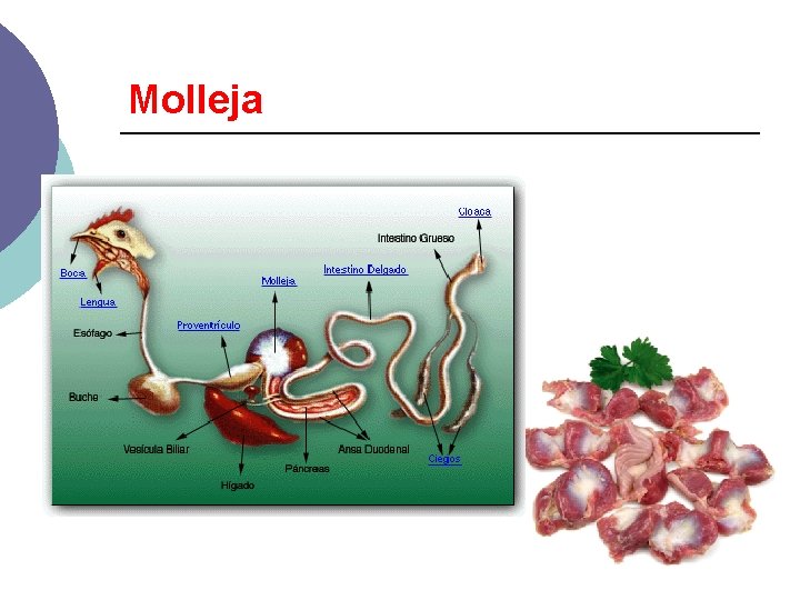 Molleja 