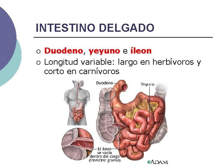 INTESTINO DELGADO ¡ ¡ Duodeno, yeyuno e íleon Longitud variable: largo en herbívoros y