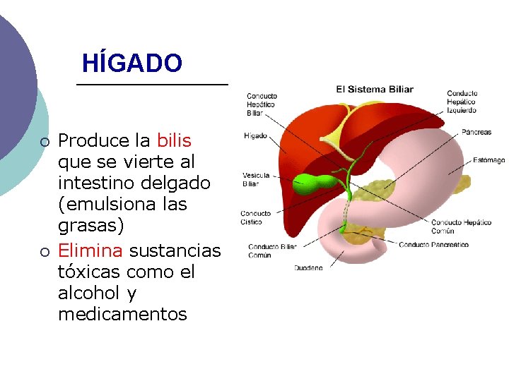 HÍGADO ¡ ¡ Produce la bilis que se vierte al intestino delgado (emulsiona las