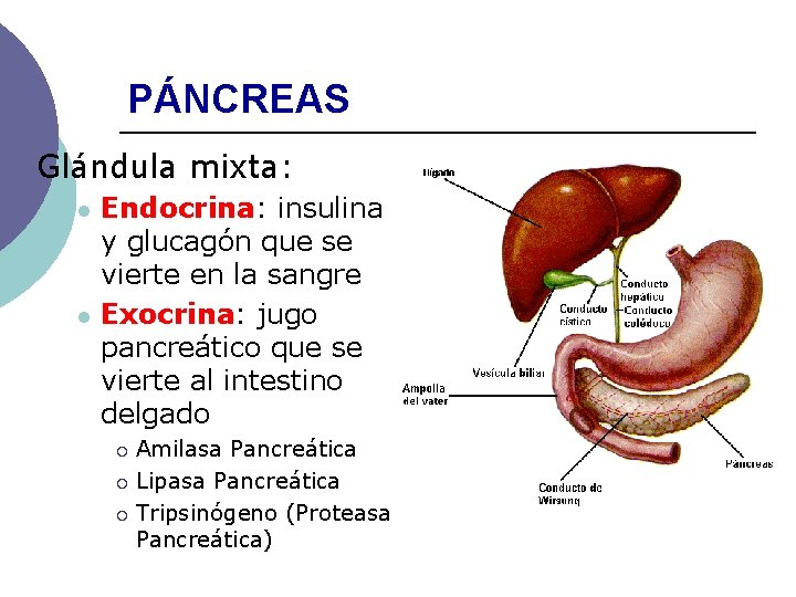 PÁNCREAS Glándula mixta: l l Endocrina: insulina y glucagón que se vierte en la