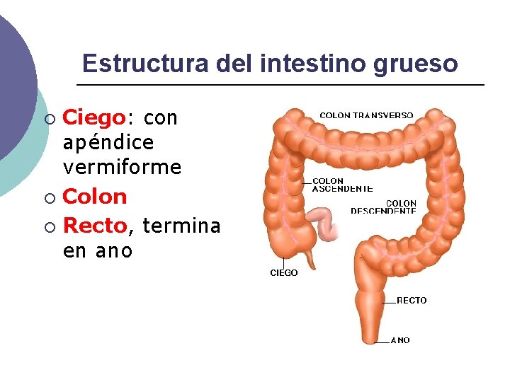 Estructura del intestino grueso Ciego: con apéndice vermiforme ¡ Colon ¡ Recto, termina en