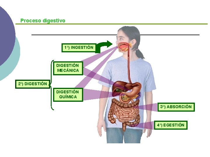 Proceso digestivo 1º) INGESTIÓN DIGESTIÓN MECÁNICA 2º) DIGESTIÓN QUÍMICA 3º) ABSORCIÓN 4º) EGESTIÓN 