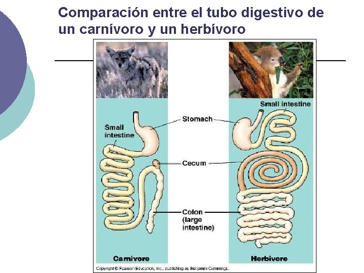 Comparación entre el tubo digestivo de un carnívoro y un herbívoro 