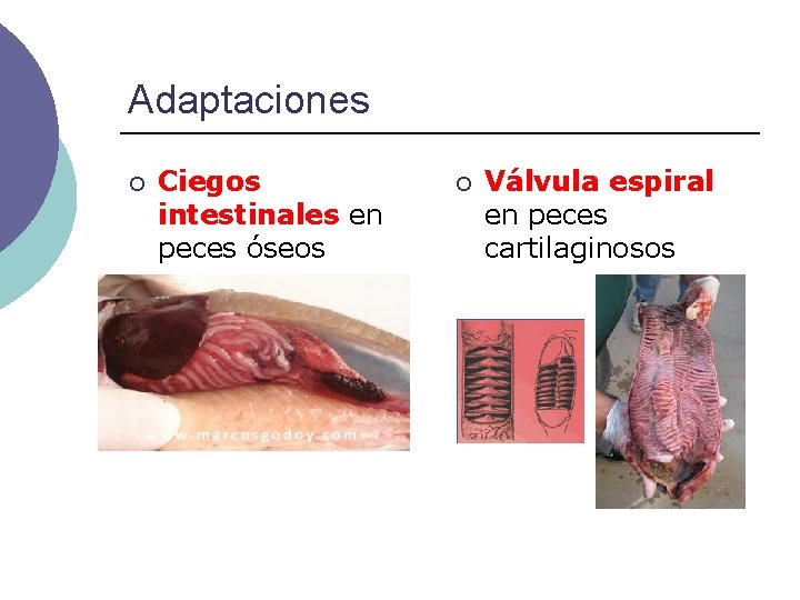 Adaptaciones ¡ Ciegos intestinales en peces óseos ¡ Válvula espiral en peces cartilaginosos 