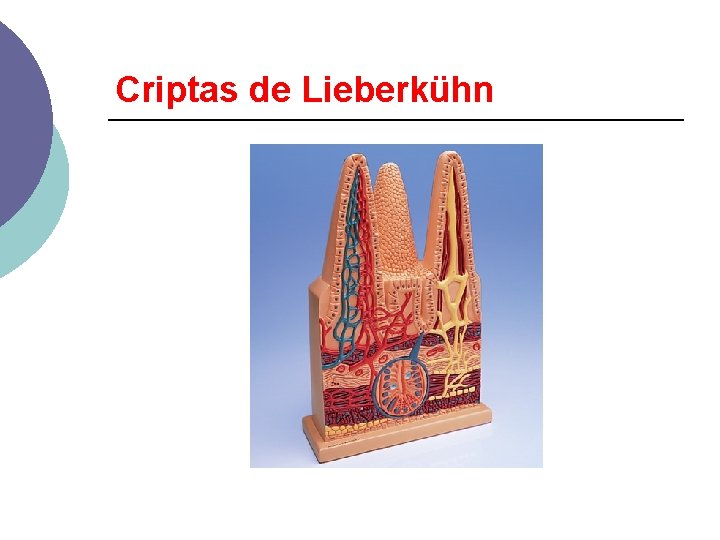 Criptas de Lieberkühn 