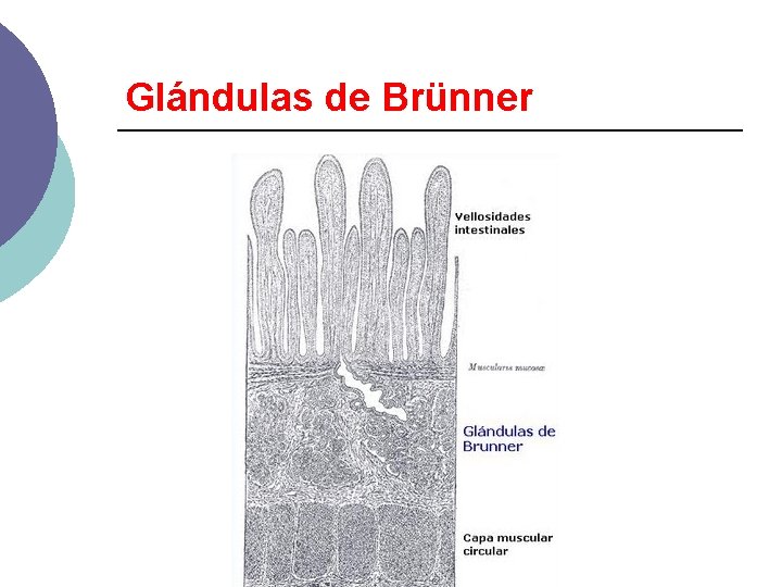 Glándulas de Brünner 