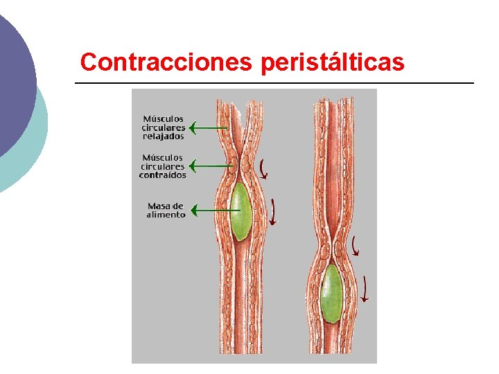 Contracciones peristálticas 