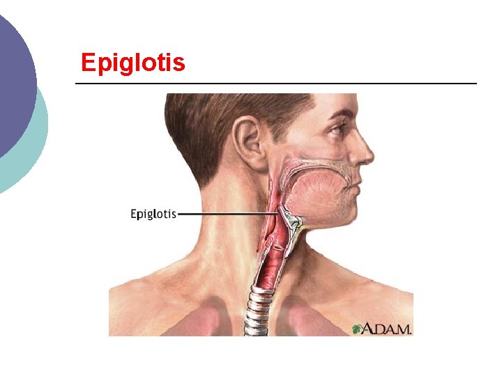 Epiglotis 
