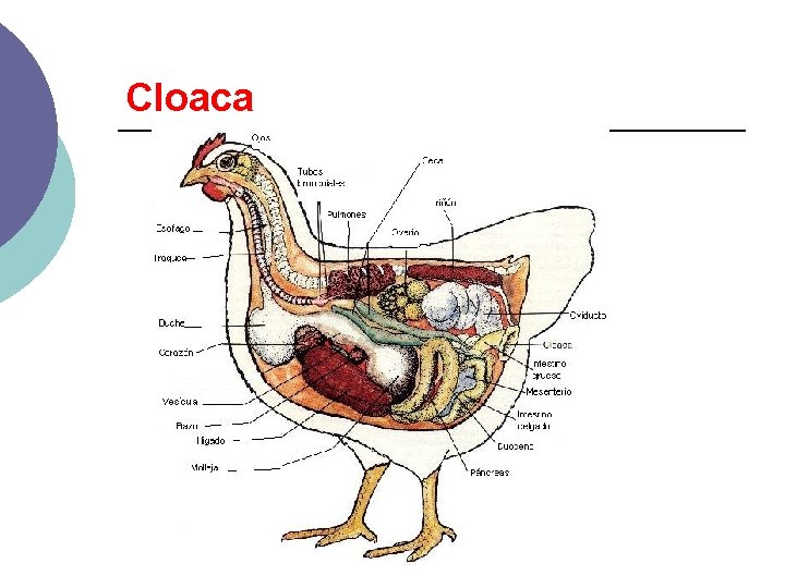 Cloaca 