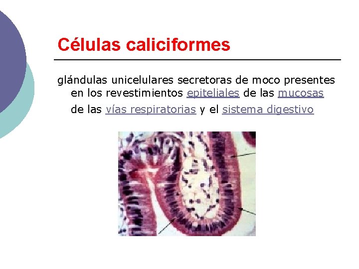 Células caliciformes glándulas unicelulares secretoras de moco presentes en los revestimientos epiteliales de las