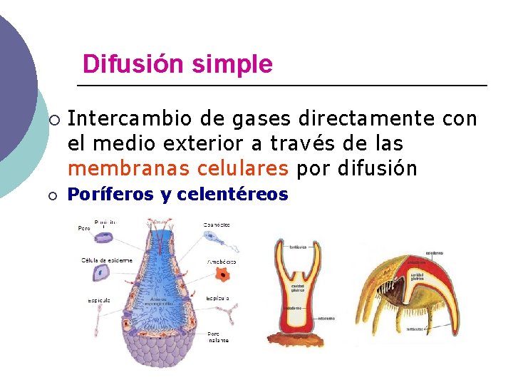 Difusión simple ¡ ¡ Intercambio de gases directamente con el medio exterior a través